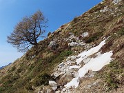 50 Bella pianta solitaria, ben esposta e panoramica sulla valle